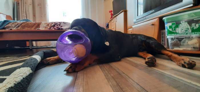 Фотография покупателя товара Мячик Kong L/XL "Джумблер"  для собак,  синтетическая резина, 18 см - Фото 2