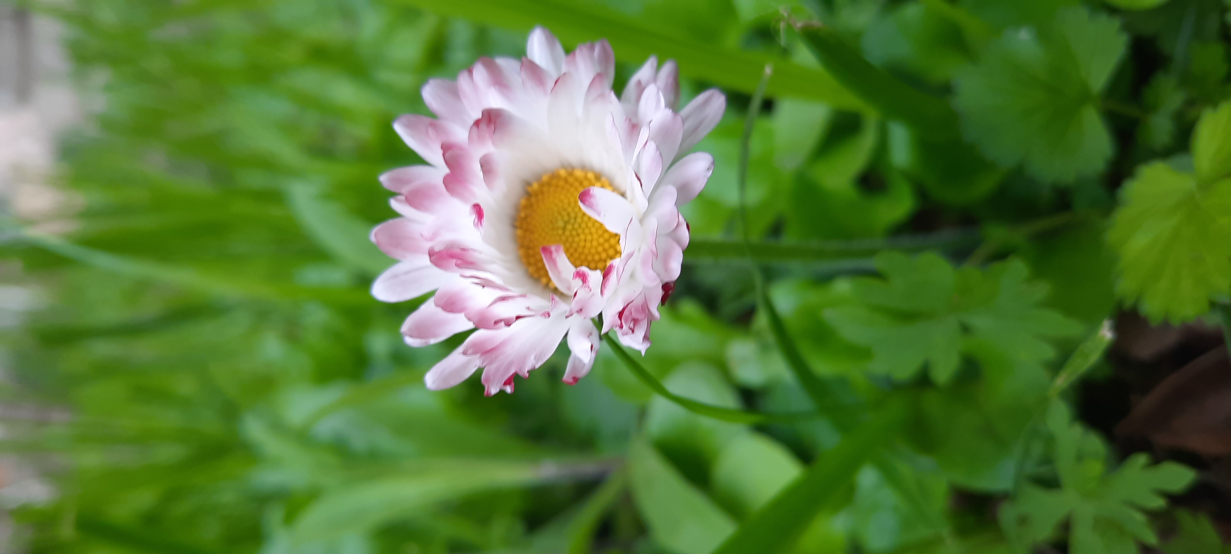 Фотография покупателя товара Семена цветов Маргаритка "Cмесь окрасок", Дв, 0,05 г - Фото 1
