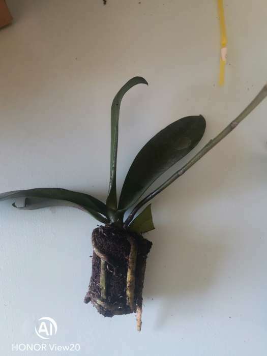 Фотография покупателя товара Орхидея Фаленопсис African Queen,  без цветка (детка), горшок  2,5 дюйма - Фото 5