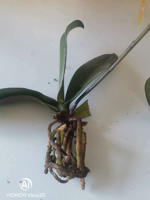 Фотография покупателя товара Орхидея Фаленопсис African Queen,  без цветка (детка), горшок  2,5 дюйма - Фото 7