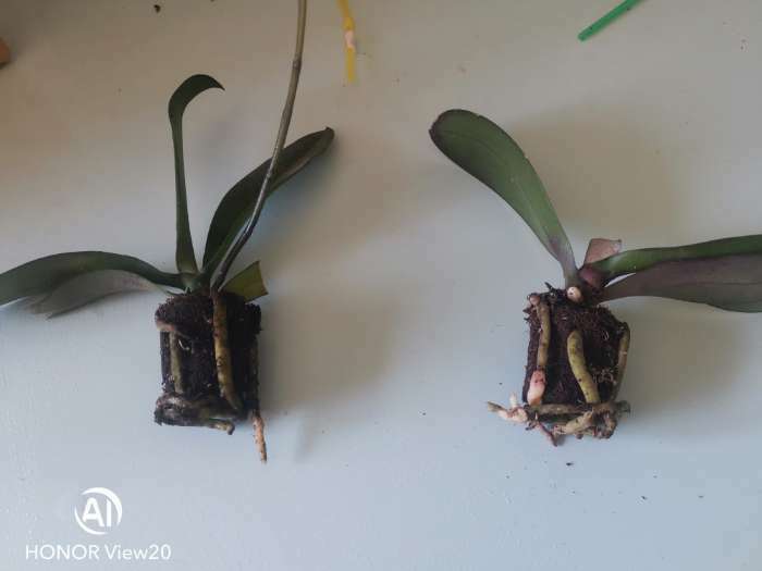Фотография покупателя товара Орхидея Фаленопсис Devotion,  без цветка (детка), горшок  2,5 дюйма - Фото 9