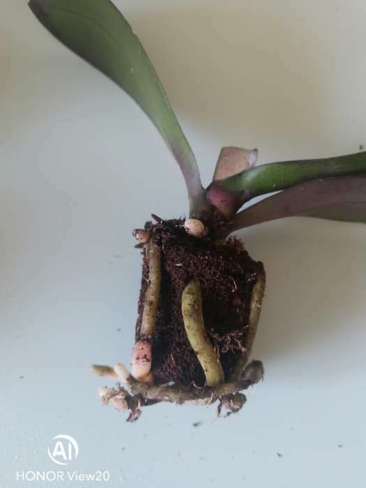 Фотография покупателя товара Орхидея Фаленопсис Devotion,  без цветка (детка), горшок  2,5 дюйма - Фото 5