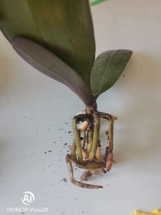 Фотография покупателя товара Орхидея Фаленопсис Devotion,  без цветка (детка), горшок  2,5 дюйма