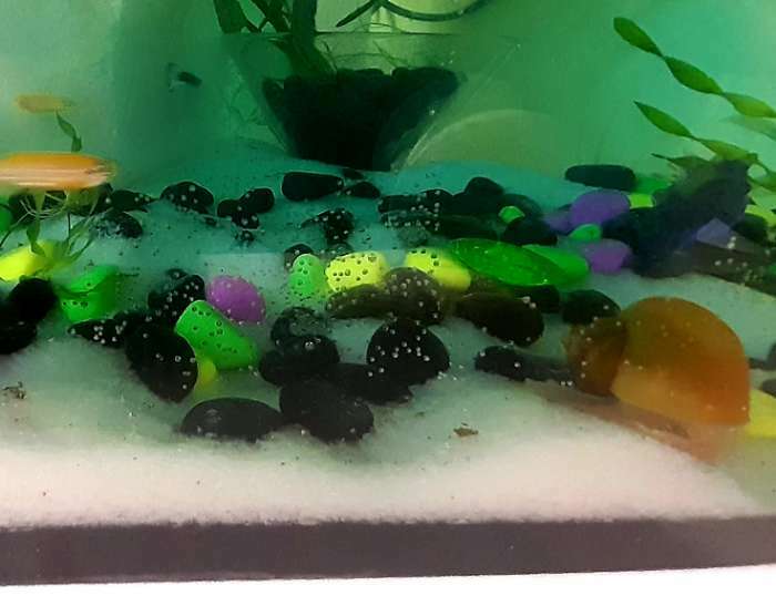Фотография покупателя товара Галька флуоресцентная микс: черный, лимонный, зеленый, пурпурный, 800 г фр.8-12 мм - Фото 4