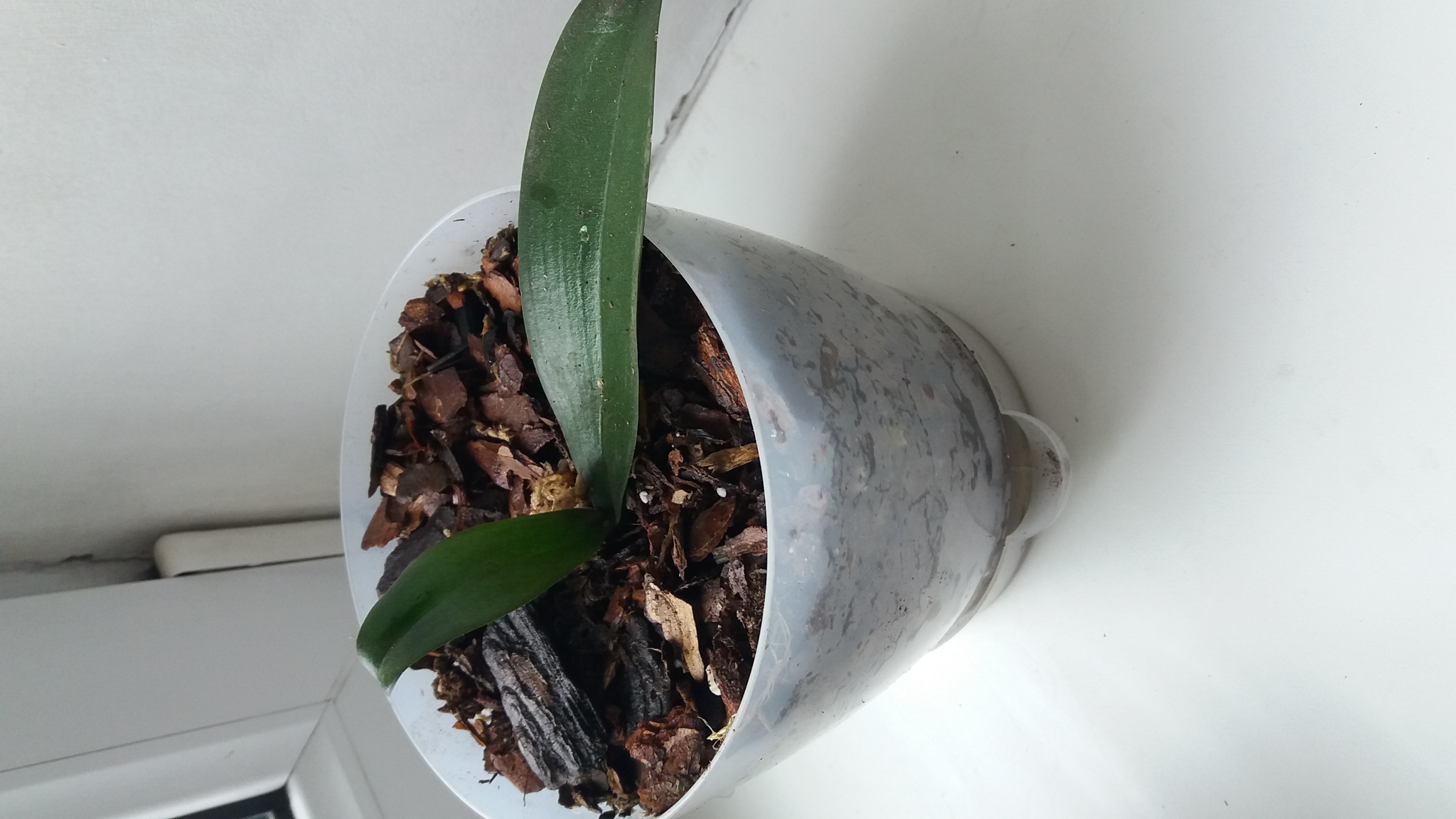 Фотография покупателя товара Орхидея Фаленопсис SI3825,  без цветка (детка), горшок  2,5 дюйма - Фото 2