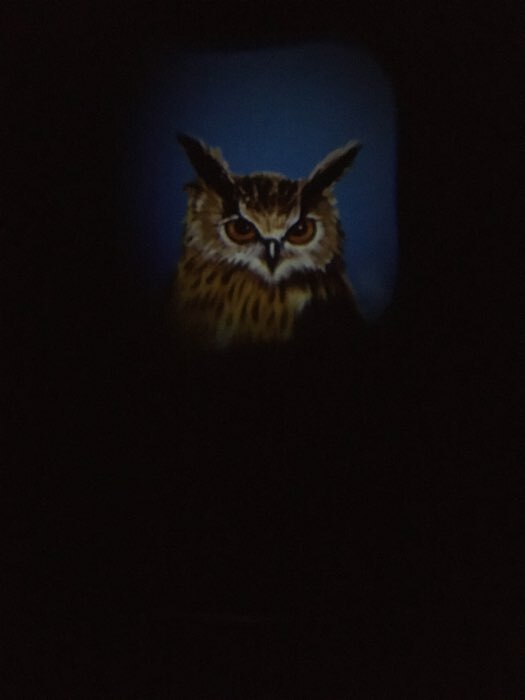 Фотография покупателя товара Проектор-фонарик «Мир зверей», световые эффекты