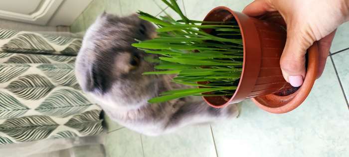 Фотография покупателя товара Семена Трава для кошек, 10 г - Фото 15