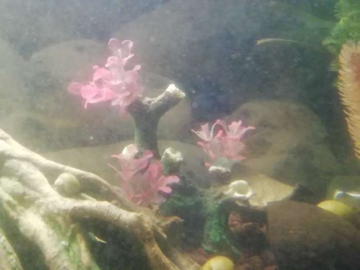 Фотография покупателя товара Декор для аквариума "Коряга" с оранжево-розовыми растениями, 15 х 7 х 16,5 см