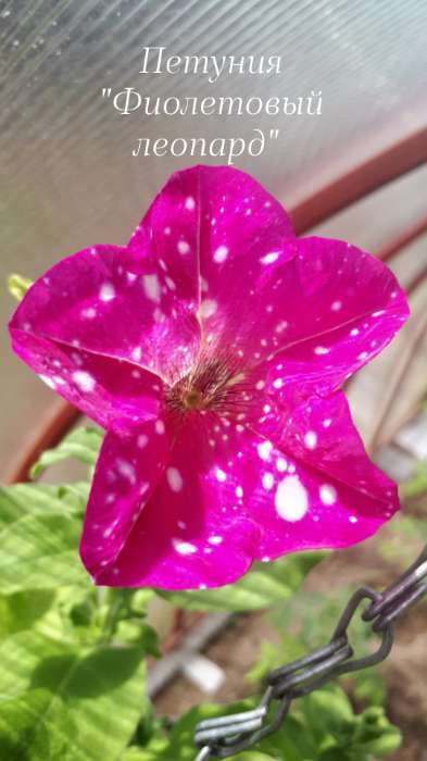 Фотография покупателя товара Семена цветов Петуния "Фиолетовый леопард",  F1, 5 шт