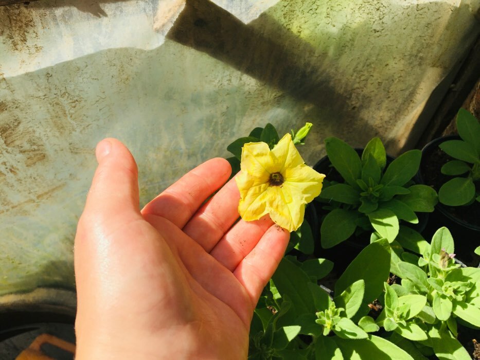 Фотография покупателя товара Семена цветов Петуния "Желтая" F1, крупноцветковая, О, 10 шт - Фото 7