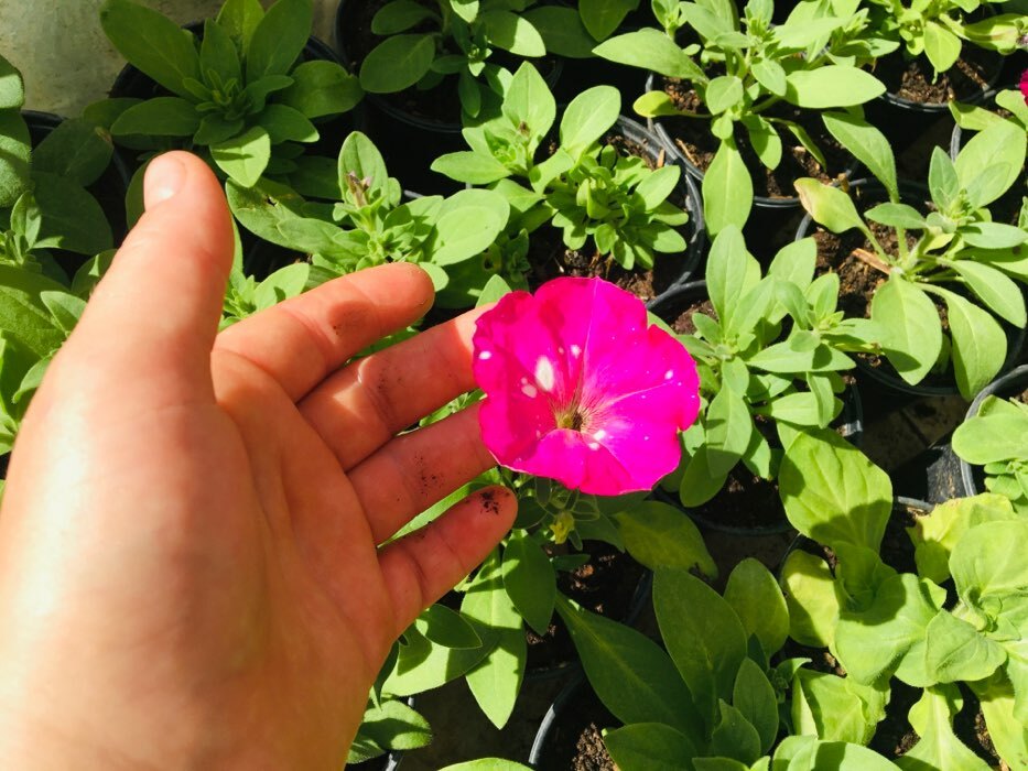 Фотография покупателя товара Семена цветов  Петуния Дот Стар "Кассиопея", многоцветковая, F1, 5 шт - Фото 2