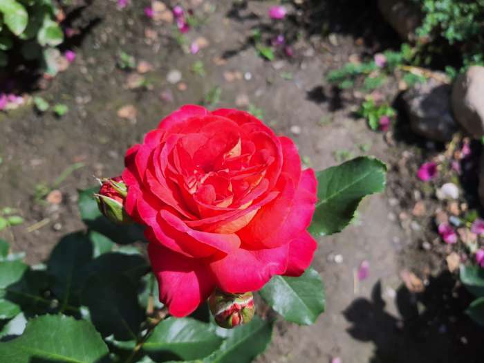 Фотография покупателя товара Саженец розы Мид Саммер,  Весна 2024, 1 шт.