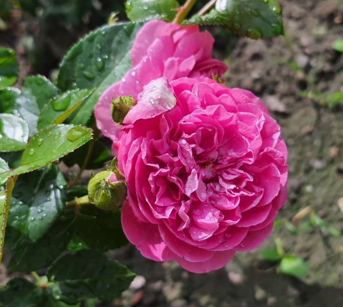 Фотография покупателя товара Саженец розы Сиреневый Дождь Весна 2024, 1 шт.