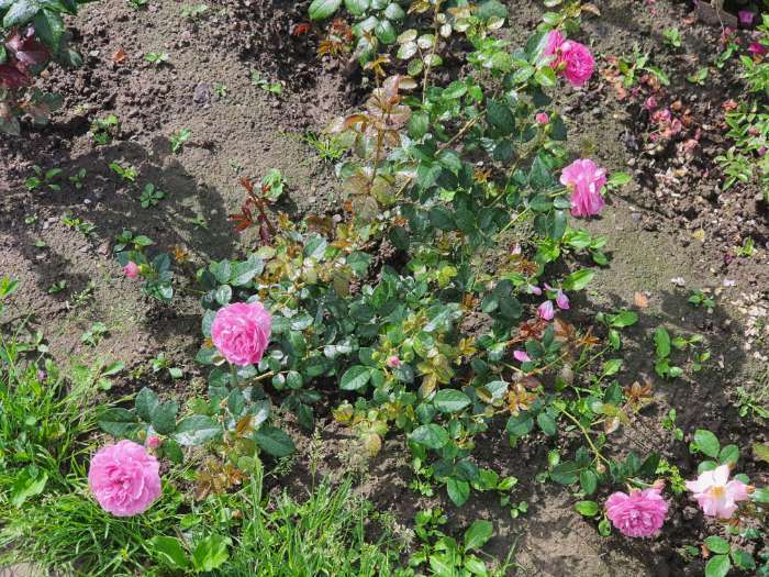 Фотография покупателя товара Саженец розы Сиреневый Дождь Весна 2024, 1 шт. - Фото 8
