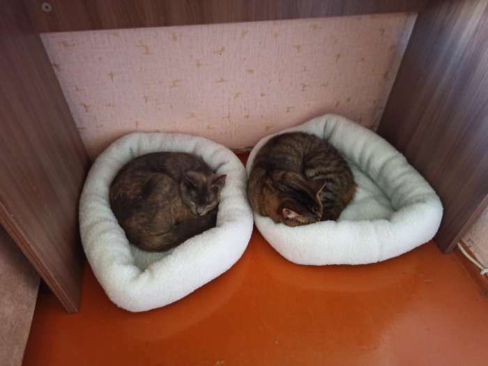 Фотография покупателя товара Лежанка для собак и кошек «Уют», мягкий мех, 45 х 35 х 11 см, молочный - Фото 83