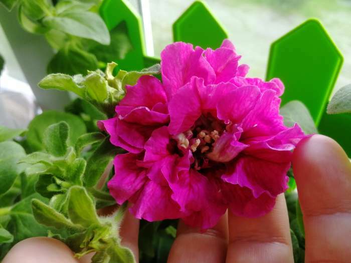 Фотография покупателя товара семена Петуния Глориоза F1 крупноцветковая махровая, смесь окрасок 10 шт.