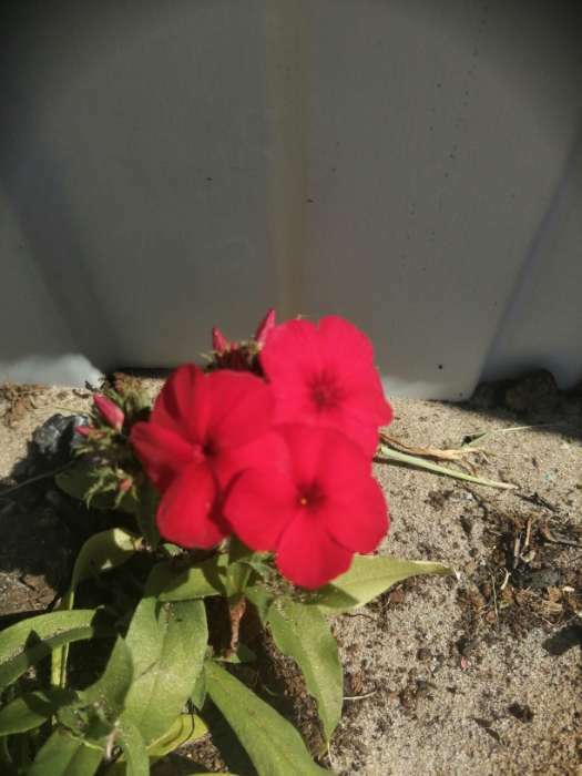 Фотография покупателя товара Семена цветов Флокс "Очарование красное", друммонда, О, 0,05 г