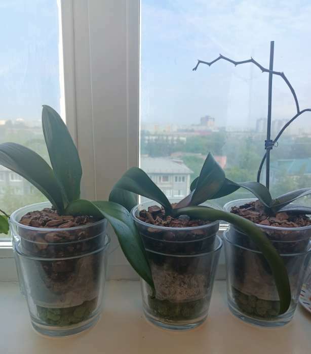 Фотография покупателя товара Горшок для орхидей «Орхидея», 1,5 л, цвет прозрачный - Фото 7