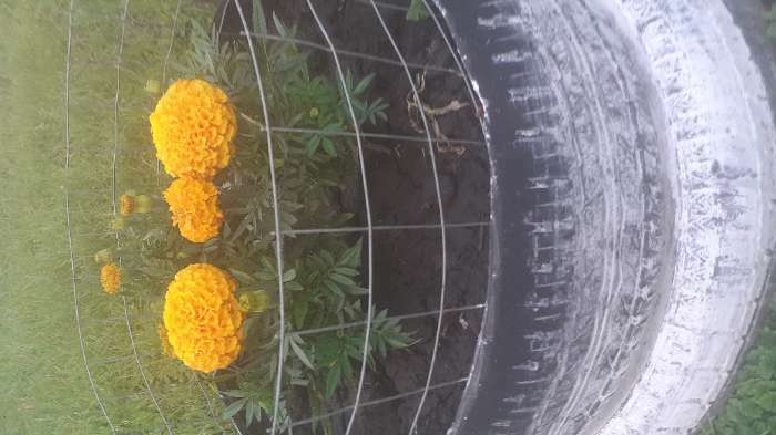 Фотография покупателя товара Семена цветов Бархатцы "Марвел", оранжевые, Сем. Алт, ц/п, 5 шт - Фото 1