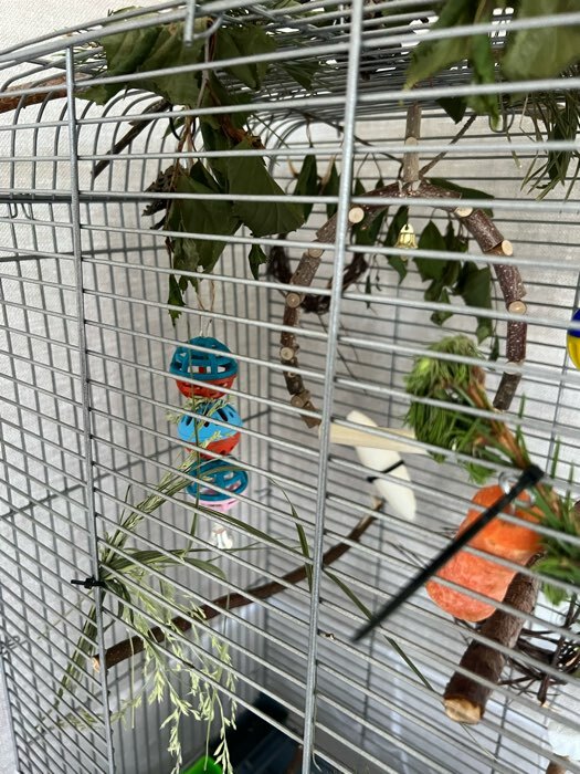 Фотография покупателя товара Игрушка для попугая "Забава" с 3 шариками, микс - Фото 1