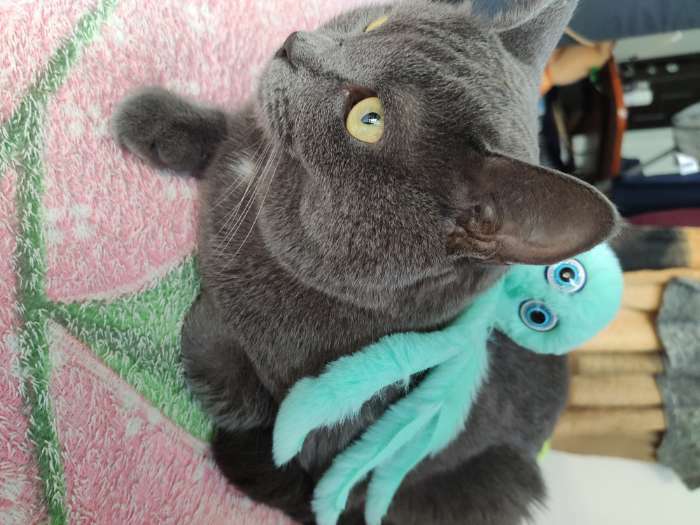 Фотография покупателя товара Игрушка для кошек "Осьминожек" из искусственного меха , до 19 см, синяя - Фото 7