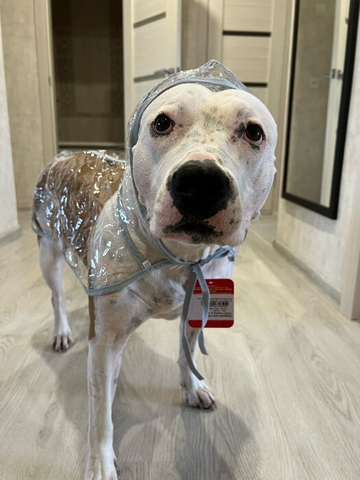 Фотография покупателя товара Дождевик с капюшоном для собак OSSO, р. 60 (ДС 60 см), прозрачный, окантовка микс цветов