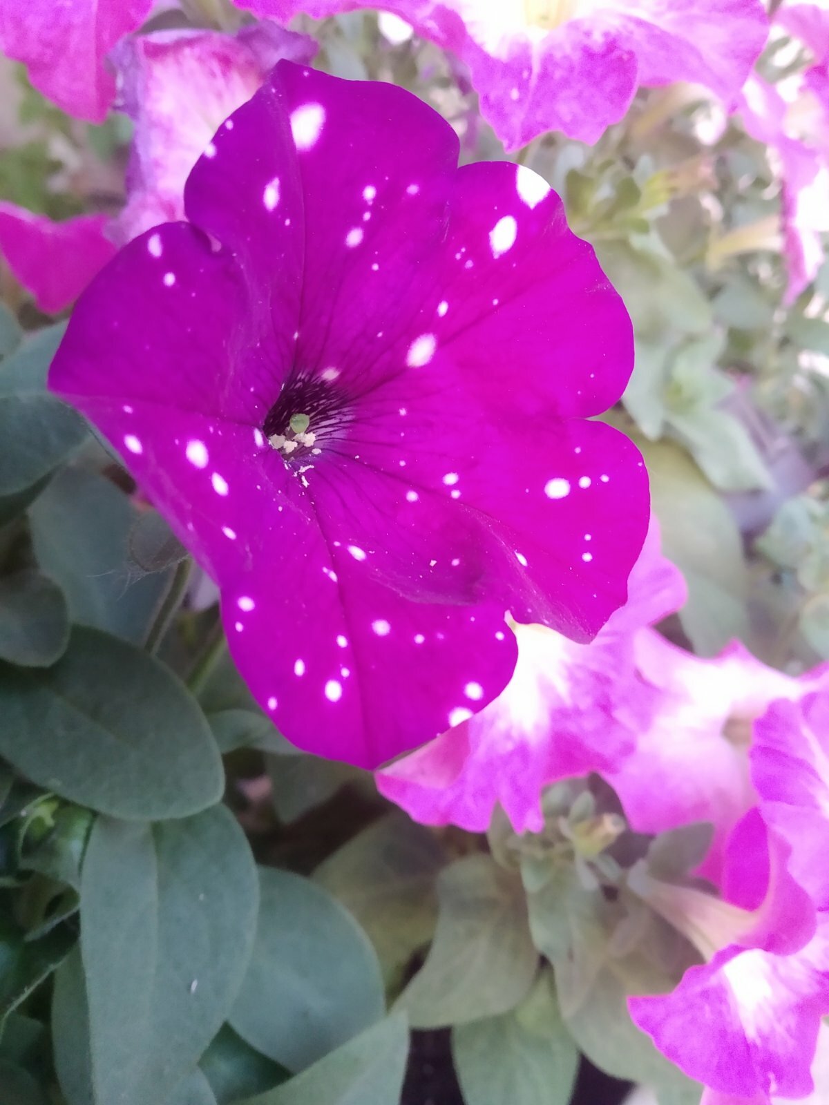 Фотография покупателя товара Семена цветов Петуния "Фиолетовый леопард",  F1, 5 шт - Фото 4
