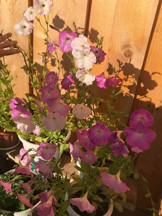 Фотография покупателя товара Семена цветов Петуния Уникум смесь, О, 0,1г - Фото 2
