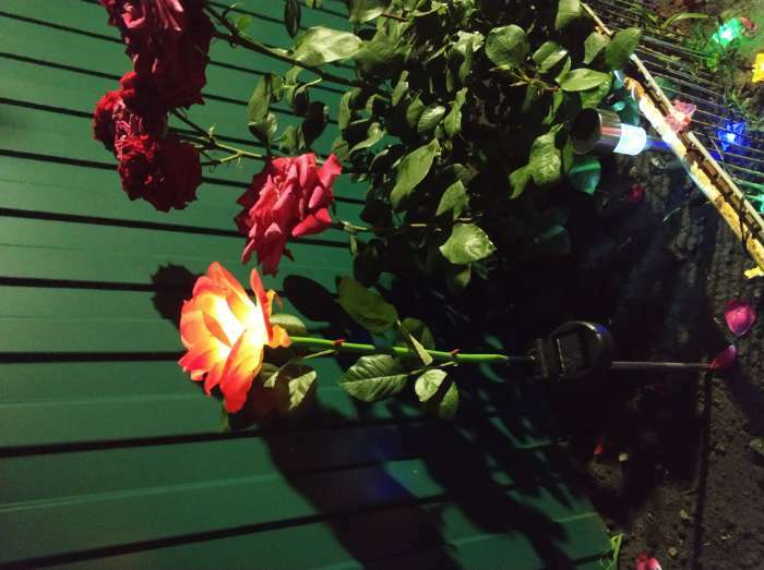 Фотография покупателя товара Садовый светильник на солнечной батарее «Роза красная», 75 см, 5 LED, свечение белое - Фото 3