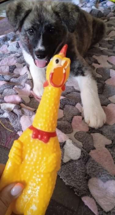 Фотография покупателя товара Игрушка пищащая "Задумчивая курица" для собак, 28 см, жёлтая - Фото 12