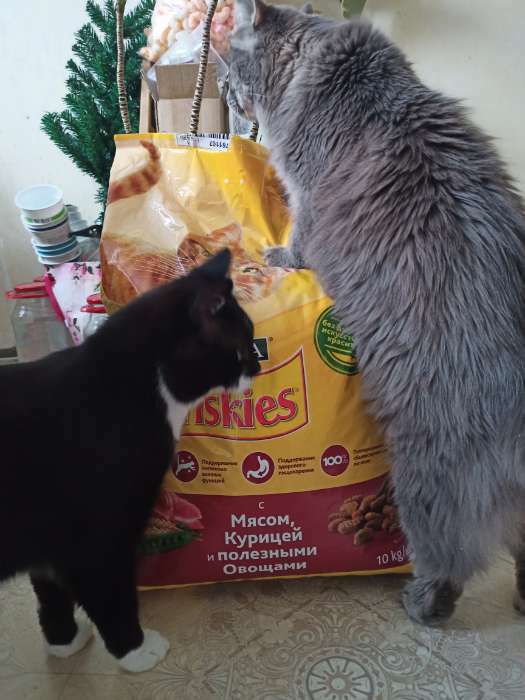 Фотография покупателя товара Сухой корм FRISKIES для кошек, мясо/овощи, 2 кг - Фото 1