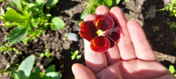 Фотография покупателя товара Семена цветов Виола "Вельвет", смесь, Дв 0,05 г - Фото 2