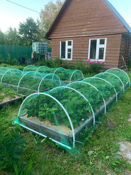 Фотография покупателя товара Сетка садовая, 2 × 10 м, ячейка ромб 6 × 6 мм, от птиц, пластиковая, зелёная, Greengo - Фото 4