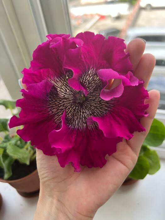 Фотография покупателя товара Семена цветов Петуния "Триумф пурпур" F1, О, 10шт - Фото 2
