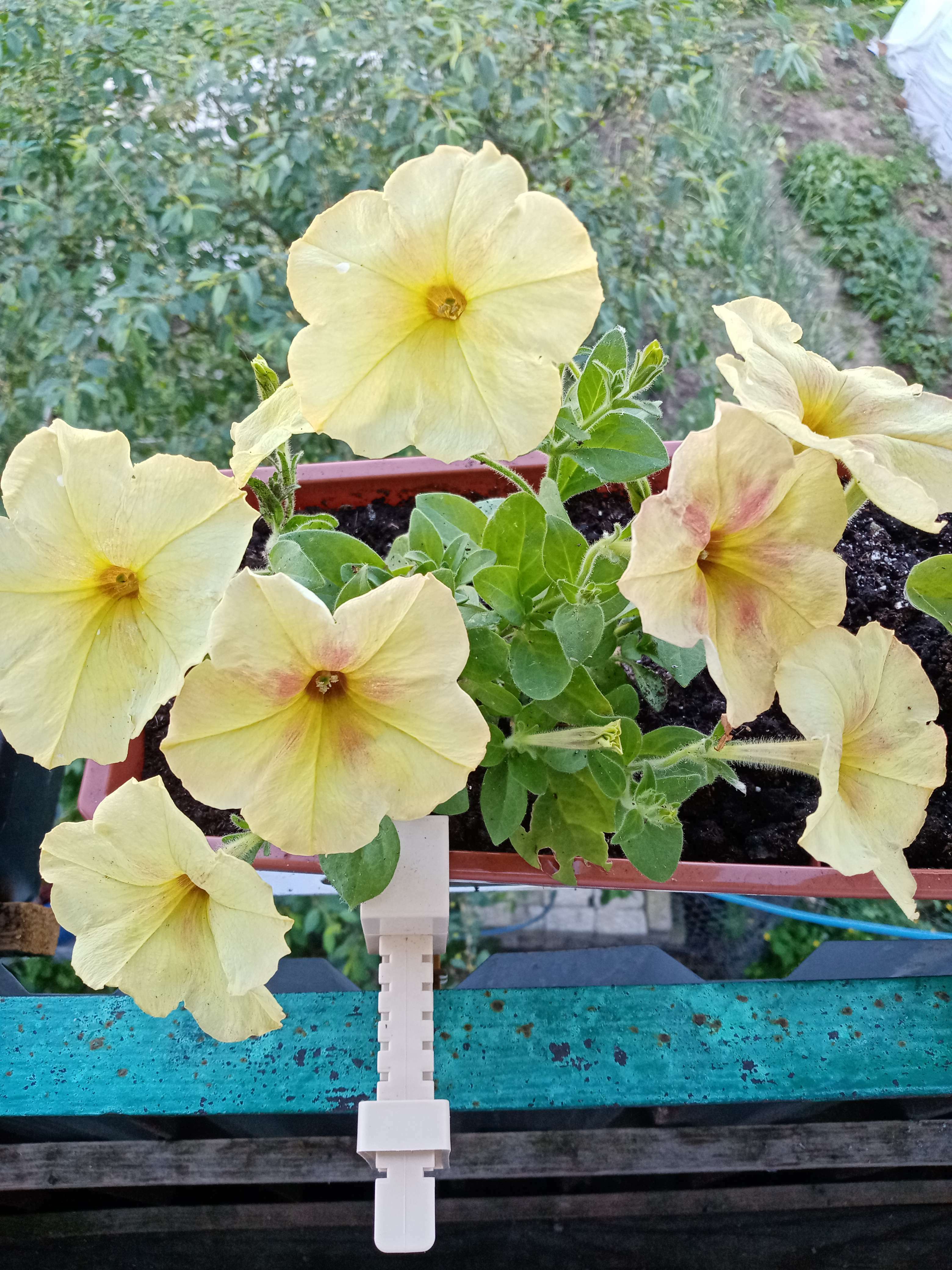 Фотография покупателя товара Семена цветов Петуния "Лавина", желтый каприз F1, 10 др