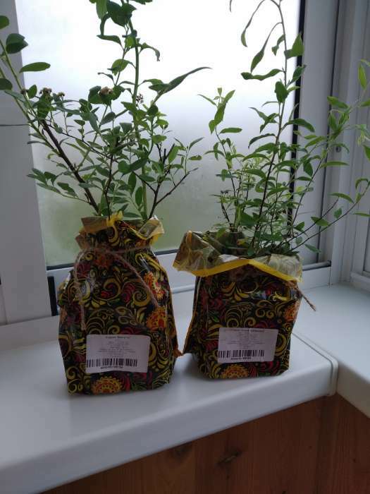 Фотография покупателя товара Саженец Спирея (горшок р9) Серая грефшейм, 1 шт, Осень 2025 - Фото 1