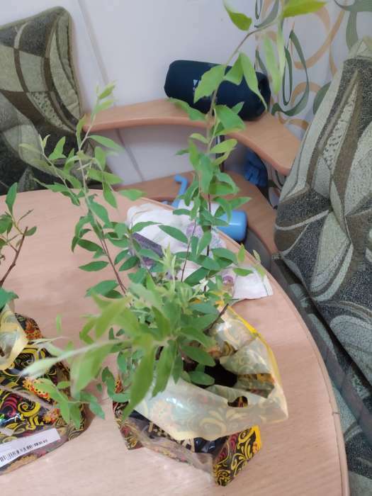 Фотография покупателя товара Саженец Спирея (горшок р9) Серая грефшейм, 1 шт, Осень 2025 - Фото 2