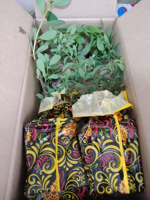 Фотография покупателя товара Саженец Спирея (горшок р9) Серая грефшейм, 1 шт, Осень 2025 - Фото 3