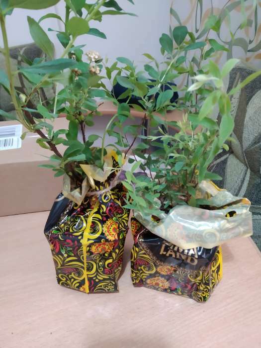 Фотография покупателя товара Саженец Спирея (горшок р9) Серая грефшейм, 1 шт, Осень 2025 - Фото 4