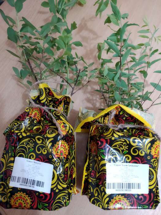 Фотография покупателя товара Саженец Спирея (горшок р9) Серая грефшейм, 1 шт, Осень 2025 - Фото 5