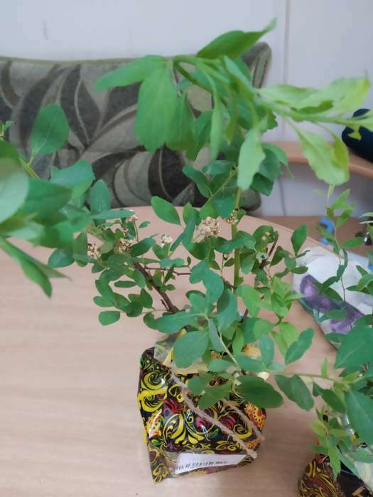 Фотография покупателя товара Саженец Спирея (горшок р9) Серая грефшейм, 1 шт, Осень 2025 - Фото 6