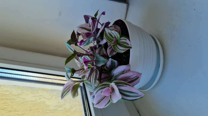 Фотография покупателя товара Горшок для цветов с поддоном «Алиса», 0,5 л, цвет белый - Фото 12
