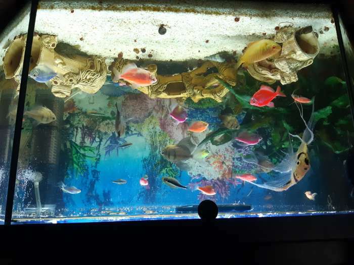 Фотография покупателя товара Светильник подводный, JINGYE, 46 см, 5 Вт, розовый - Фото 2