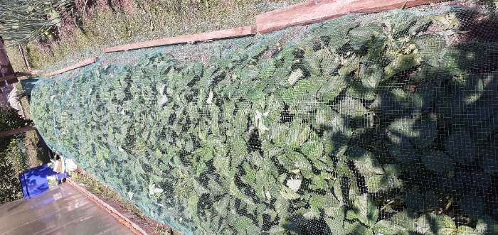 Фотография покупателя товара Сетка садовая, 2 × 10 м, ячейка ромб 6 × 6 мм, от птиц, пластиковая, зелёная, Greengo - Фото 3