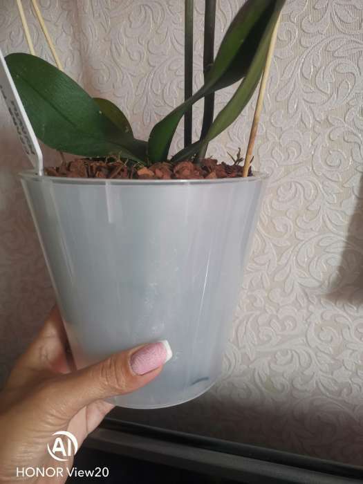 Фотография покупателя товара Кашпо для орхидей «Фиджи», 1,6 л, цвет белый перламутр - Фото 1