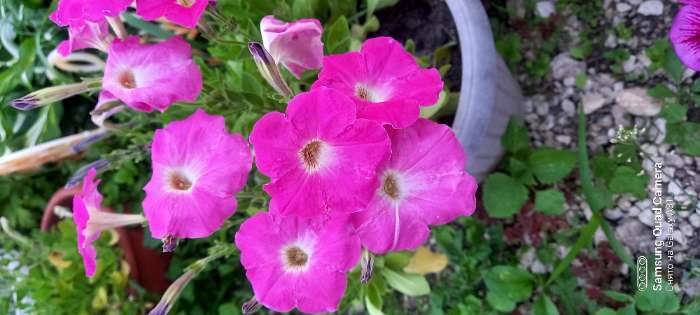 Фотография покупателя товара Семена цветов Петуния многоцветковая "Роуз",0,05 г - Фото 2