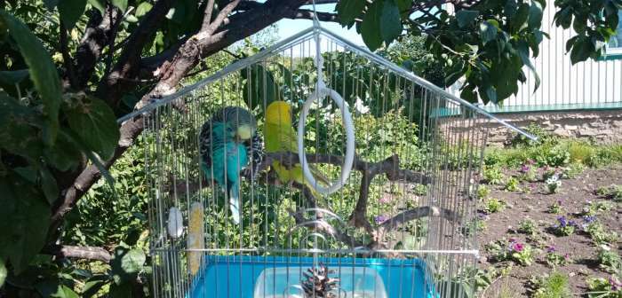 Фотография покупателя товара Корм "Пижон" для волнистых попугаев, с орехами, 500 г - Фото 10