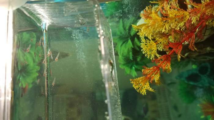 Фотография покупателя товара Отсадник малый, 12.5×7×7 см, на присосках, пластик - Фото 2