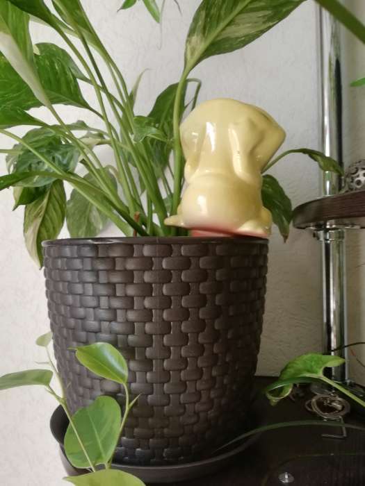 Фотография покупателя товара Ороситель для домашних растений и сада "Лягушка" Кунгурская керамика, 0.1л, 16см, зелёный - Фото 3