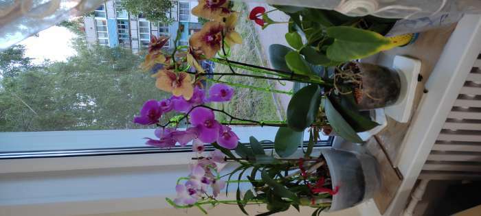 Фотография покупателя товара Опора для орхидей, цвет дымка - Фото 8